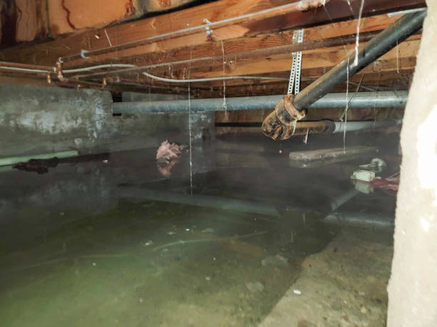 Best Carpet water damage restoration  in Dequincy, LA