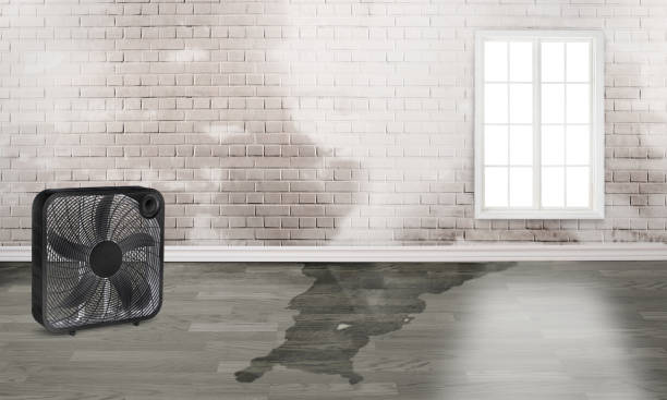 Best Mold removal after water damage  in Dequincy, LA